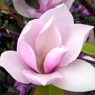 Магнолия АЛЕКСАНДРИНА  в Орше