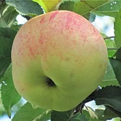 Яблоня ЛЕТНЕЕ СЛАДКОЕ в Орше