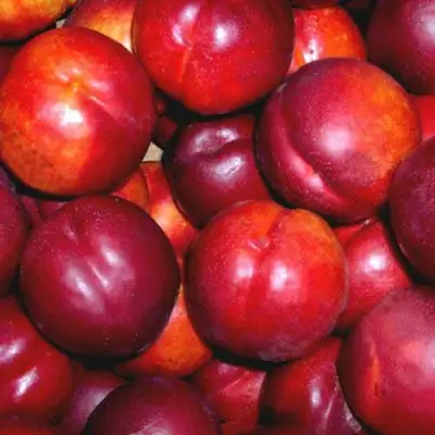 Нектарин МЕДВЕДЕВСКИЙ в Орше