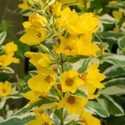 Вербейник АЛЕКСАНДР точечный в Орше