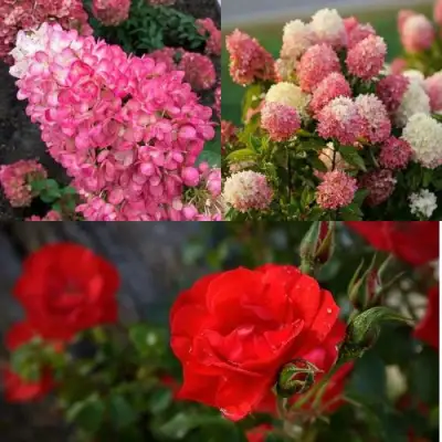 Комплект РОЗОВЫЙ ЗАКАТ в Орше