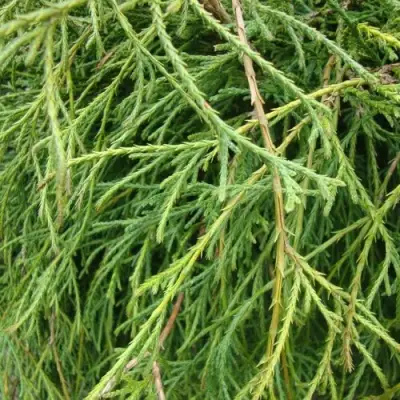 Кипарисовик ФИЛИФЕРА НАНА горохоплодный  в Орше