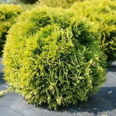 Туя ДАВИД западная в Орше