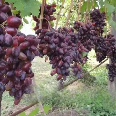 Виноград БАЙКОНУР в Орше