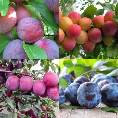 Комплект СЛИВОВЫЙ САД в Орше