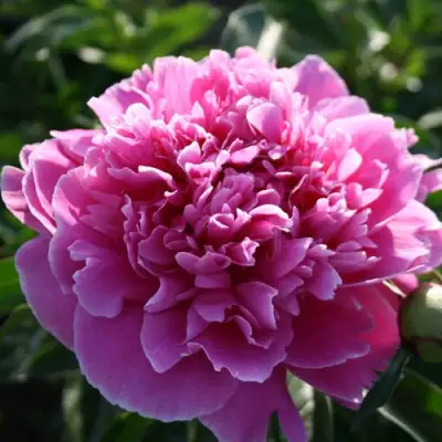 Пион ГОЛУБАЯ ХРИЗАНТЕМА травянистый в Орше