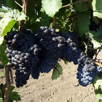 Виноград ДЕНИСОВСКИЙ в Орше
