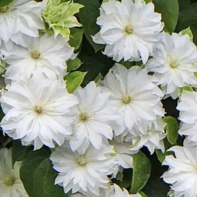 Клематис МАРИЯ СКЛОДОВСКАЯ-КЮРИ в Орше