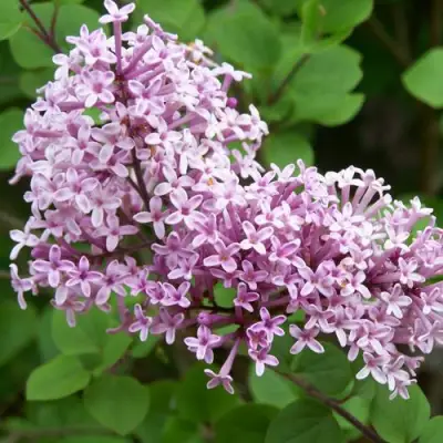 Сирень ПАЛИБИН  в Орше