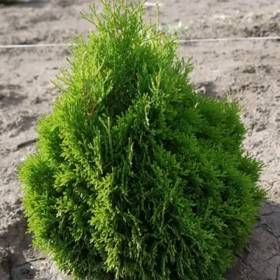 Туя МИКИ западная в Орше