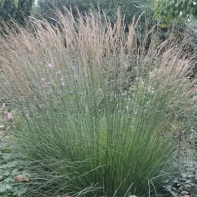 Молиния ХАЙДЕБРАУТ голубая в Орше