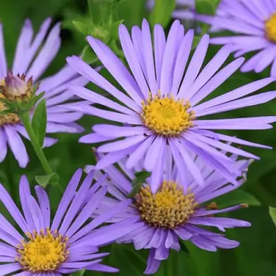 Астра ЛЕДИ ИН БЛЮ в Орше