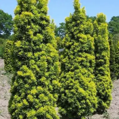 Тис ДАВИД ягодный в Орше