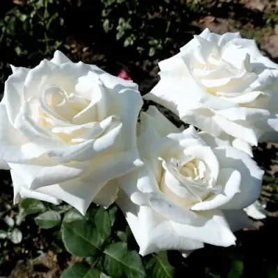 Роза БОИНГ чайно-гибридная в Орше