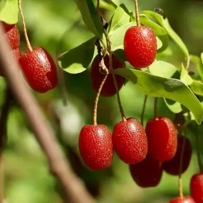 ГУМИ (ЛОХ МНОГОЦВЕТКОВЫЙ) в Орше