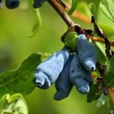 Жимолость съедобная ПУШКИНСКАЯ в Орше