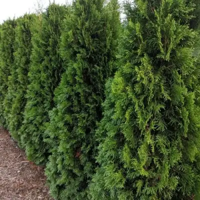 Туя ПИРАМИДАЛИС КОМПАКТА западная в Орше