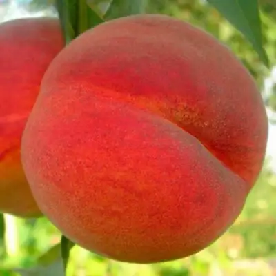 Персик МАЙСКИЙ ЦВЕТОК в Орше