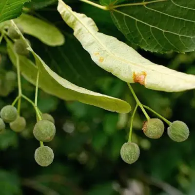 Липа сердцевидная в Орше