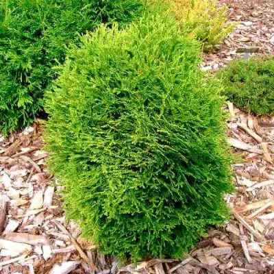 Туя ВОТЕРФИЛД западная в Орше