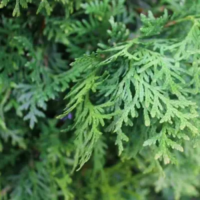 Туя ПИРАМИДАЛИС КОМПАКТА западная в Орше