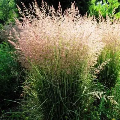 Молиния ФОНТЕЙН тростниковая в Орше