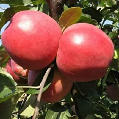 Яблоня ЗАСЛАВСКОЕ в Орше