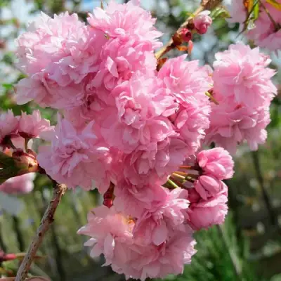 Сакура КИКУ ШИДАРЕ в Орше