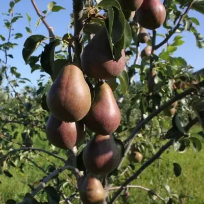 Груша БРЯНСКАЯ КРАСАВИЦА в Орше