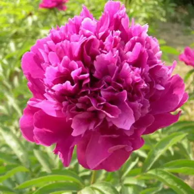 Пион КИТАЙСКИЙ ШЕЛК травянистый в Орше