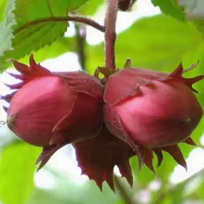 Фундук АЙВЕНГО в Орше