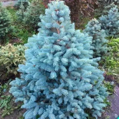 Ель СУПЕР БЛЮ СИДЛИНГ колючая в Орше