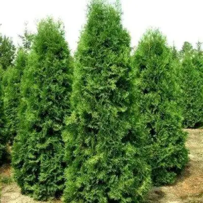 Туя ПИРАМИДАЛИС КОМПАКТА западная в Орше