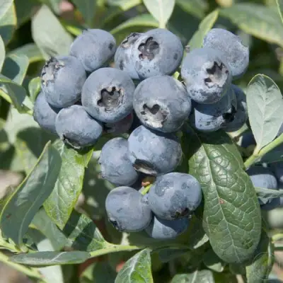 Голубика БРИГИТТА в Орше