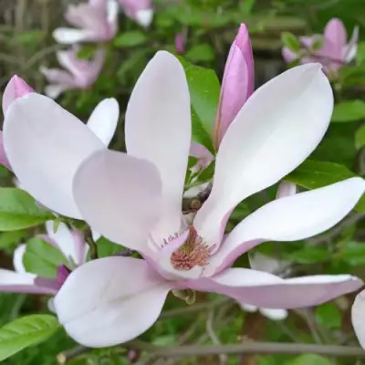 Магнолия ДЖОРДЖ ГЕНРИ КЕРН в Орше