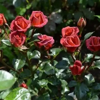 Роза ЧОКОЧИНО спрей в Орше