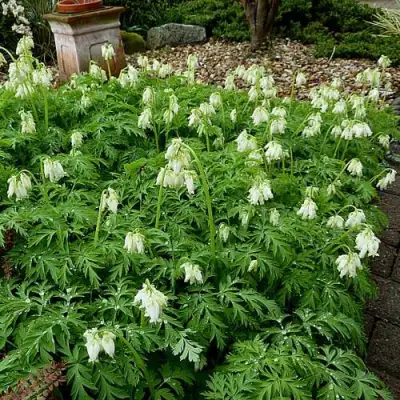 Дицентра красивая АВРОРА в Орше