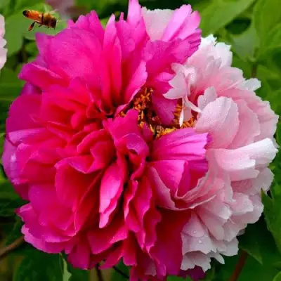 Пион ДВЕ СЕСТРЫ древовидный в Орше