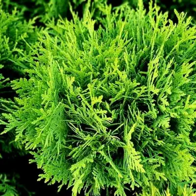 Туя ДАНИКА западная в Орше