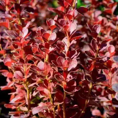 Барбарис ВУЛКАНО тунберга в Орше