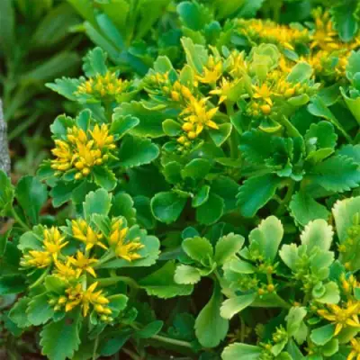 Очиток (седум) ИММЕРГРУН камчатский в Орше