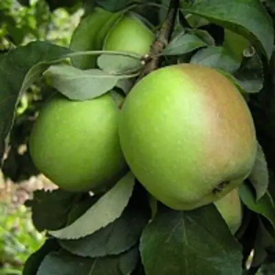 Яблоня ПАМЯТЬ СИКОРЫ в Орше