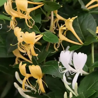 Жимолость ХАЛЛИАНА японская (Хелиана) в Орше