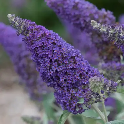 Буддлея НАНО ПЕРПЛ  в Орше