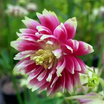 Аквилегия БАРЛОУ НОРА гибрид МакКаны в Орше