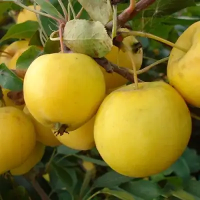 Яблоня УРАЛЬСКОЕ НАЛИВНОЕ в Орше