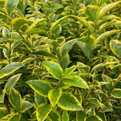 Бирючина АУРЕУМ овальнолистная в Орше