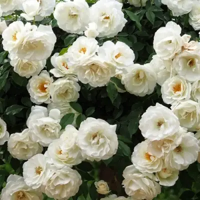 Роза АЙСБЕРГ флорибунда в Орше