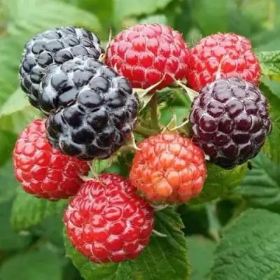 Малина БРИСТОЛЬ в Орше