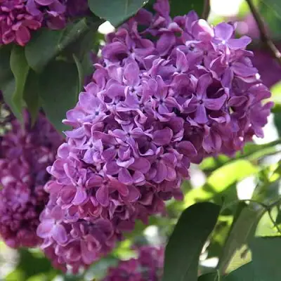 Сирень КАПИТАН ГАСТЕЛЛО в Орше